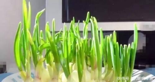 心脑血管|发了芽的大蒜,比黄金还珍贵,许多人还不了解,早知早受益!