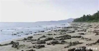 日本|真实还是谣传？千名日本军人与某种动物血战一夜，差点全军覆没