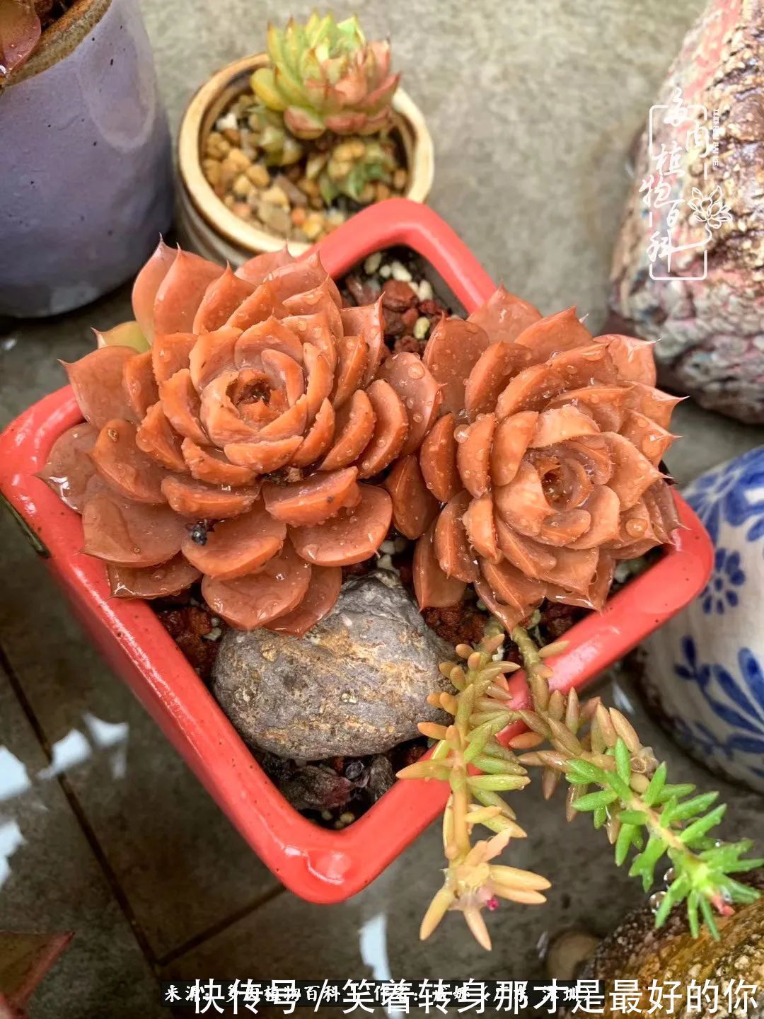 曾经的美肉,谢谢你们都惊艳过时光,谢谢你们都陪过我!