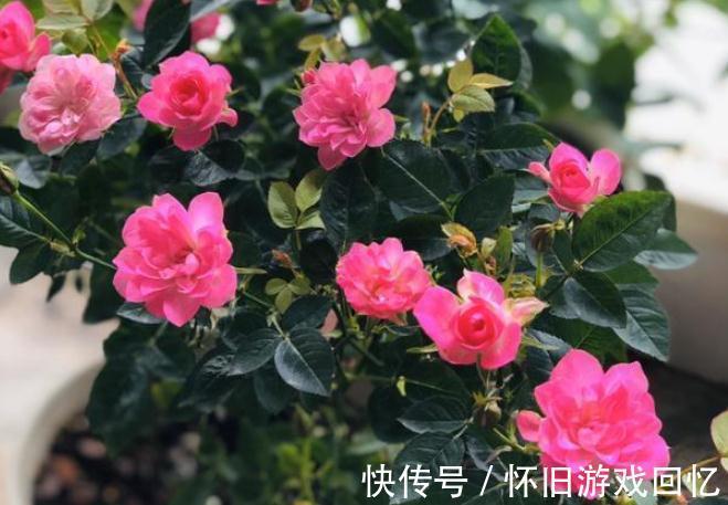 主干|到了1月该不该修月季?掌握住3个技巧,养出又多又壮的新枝