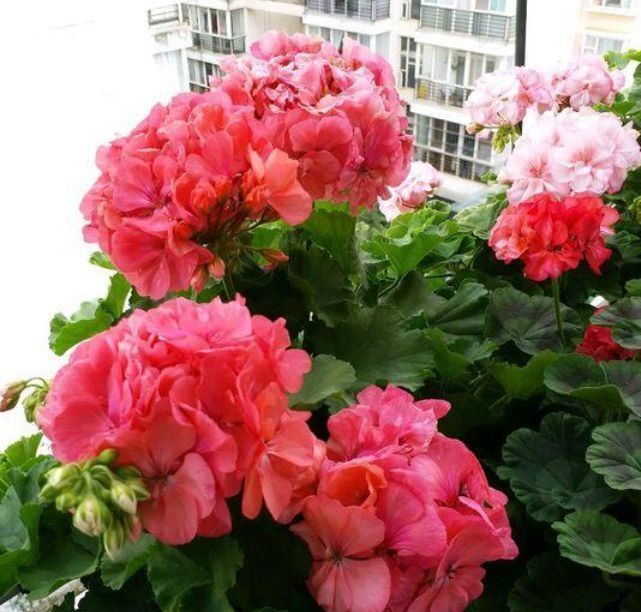 一树多色花,四季开不断,漂亮又好养,此款盆栽花卉,很值得栽培