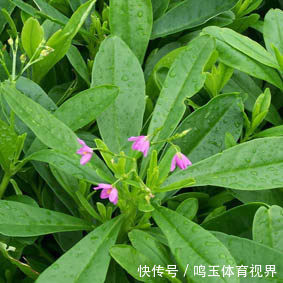 农村有一种菜,富含各种蛋白质,维生素和矿物质,营养高