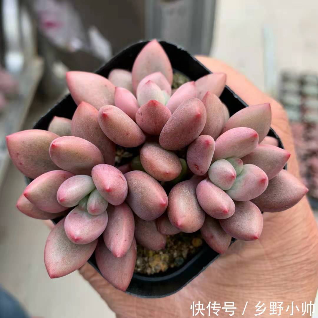 萌萌哒多肉已在渐渐苏醒,状态简直美翻了,看看你养了几种