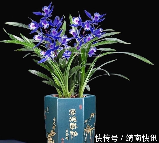 醉玲珑|此兰只应“天上”有,人间哪得几回闻,兰色清雅,让人一见钟情