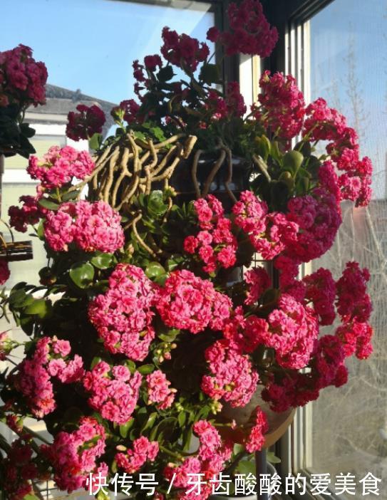 养花达人:38年前,掏家底儿买的2盆花,1盆被偷,1盆传给孙子