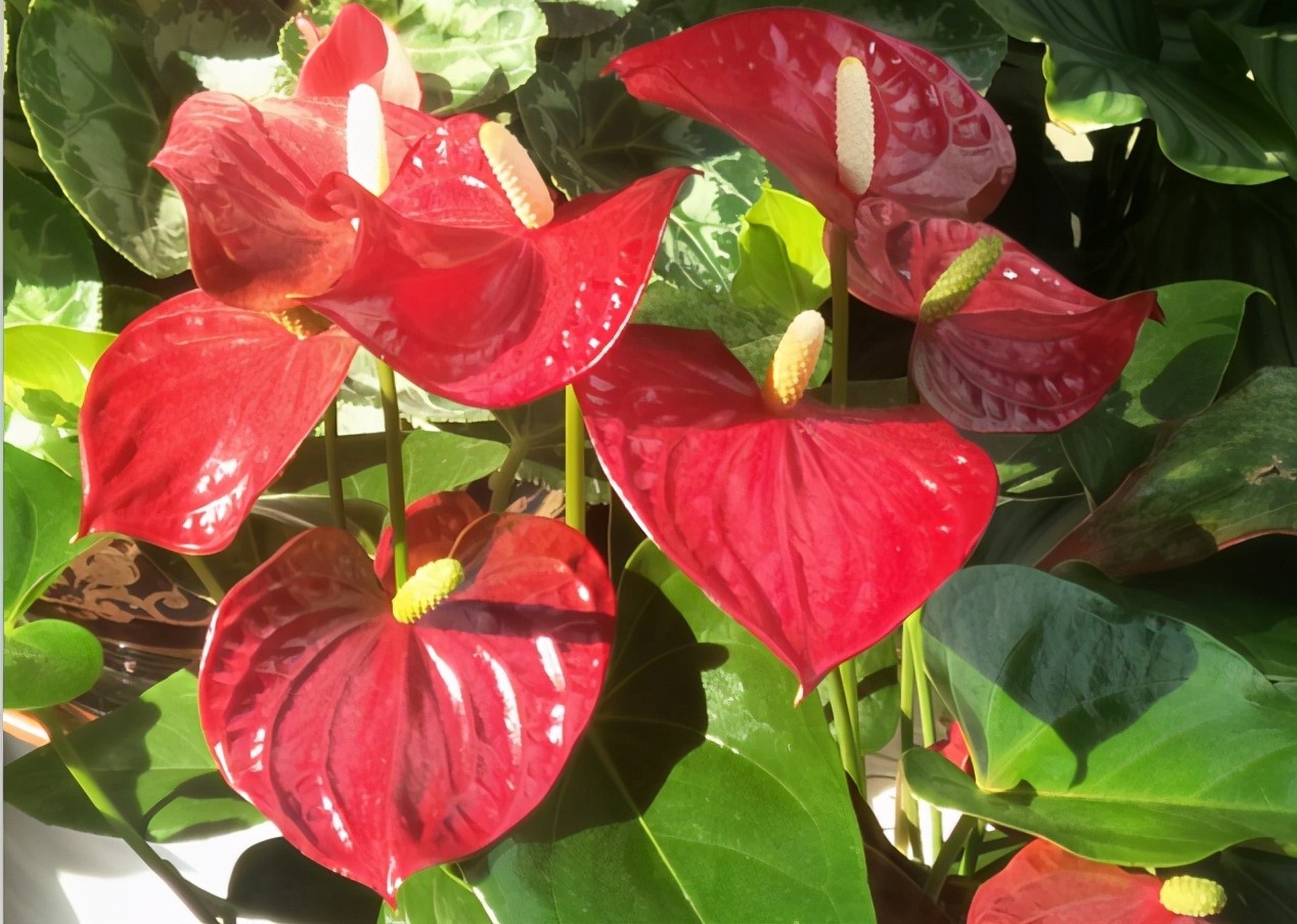  栽培|红掌养护方法，轻松让红掌“花开不断”，一分钟学会