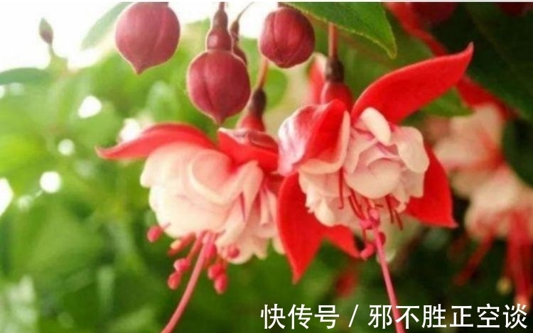 倒挂金钟|四种花常年开花易爆盆,30天不浇水照样生长,一年开花不断