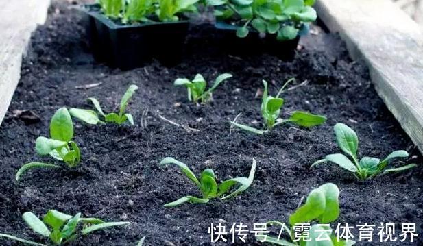 水溶液|药片、黄豆养花全需下成本,不如用这2样灰,一分钱不花又实用