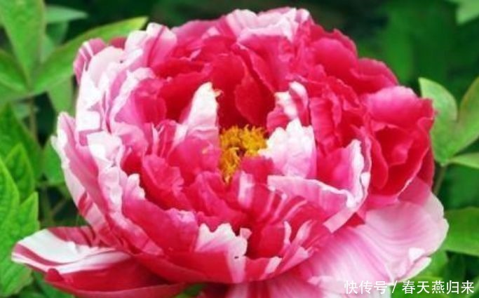 4种花是花中劳模,一年四季开花不断,花朵美艳迷人