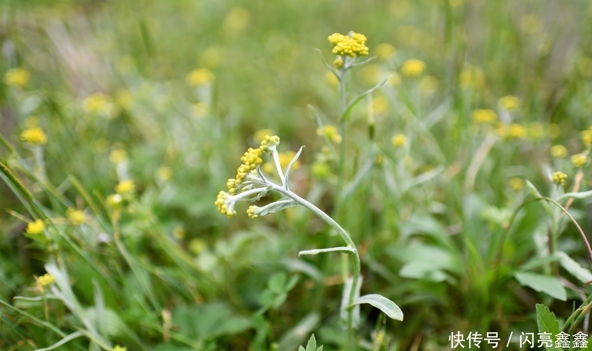 农村4种常见的野草,是不可多得的中药,关键时刻可以救你一命