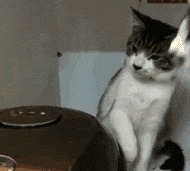 |搞笑GIF:好奇害死猫啊,而且还容易招打,哈哈哈