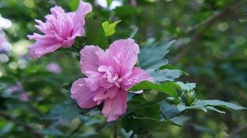 木槿花像什么 木槿花像什么