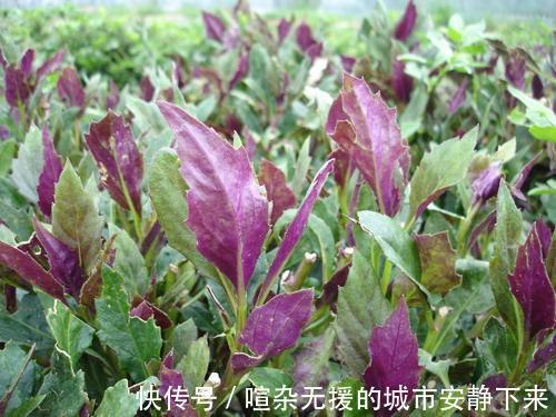 蒲公英|俗话说，养肝就是保命！3种野菜，养肝护肝，肝脏舒服，人显年轻