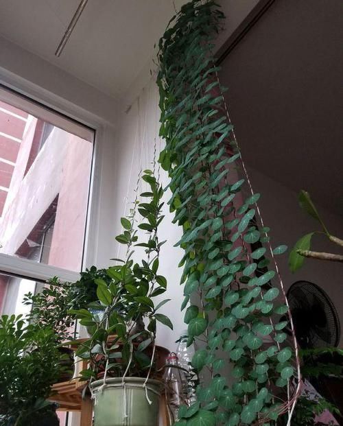 养盆“山乌龟”,长满铜钱叶,一活几百年,送走几代人