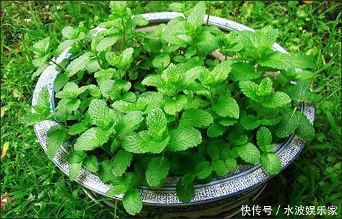 天天|薄荷勤修剪,多肉来点肥,打开疯长模式,天天长不停!