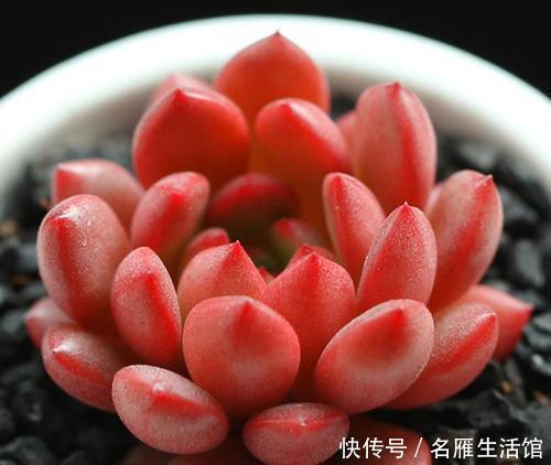 多肉|6种多肉植物，好养护颜值高，上色美长满盆，值得养一盆！