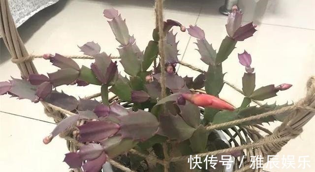 到了夏天,蟹爪兰叶子“耷拉、断裂”,没有放对位置,赶紧搬