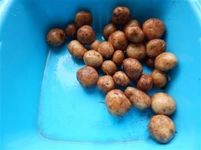 教你在家做葱香红烧小土豆,外酥里嫩口感好,上桌瞬间被秒光