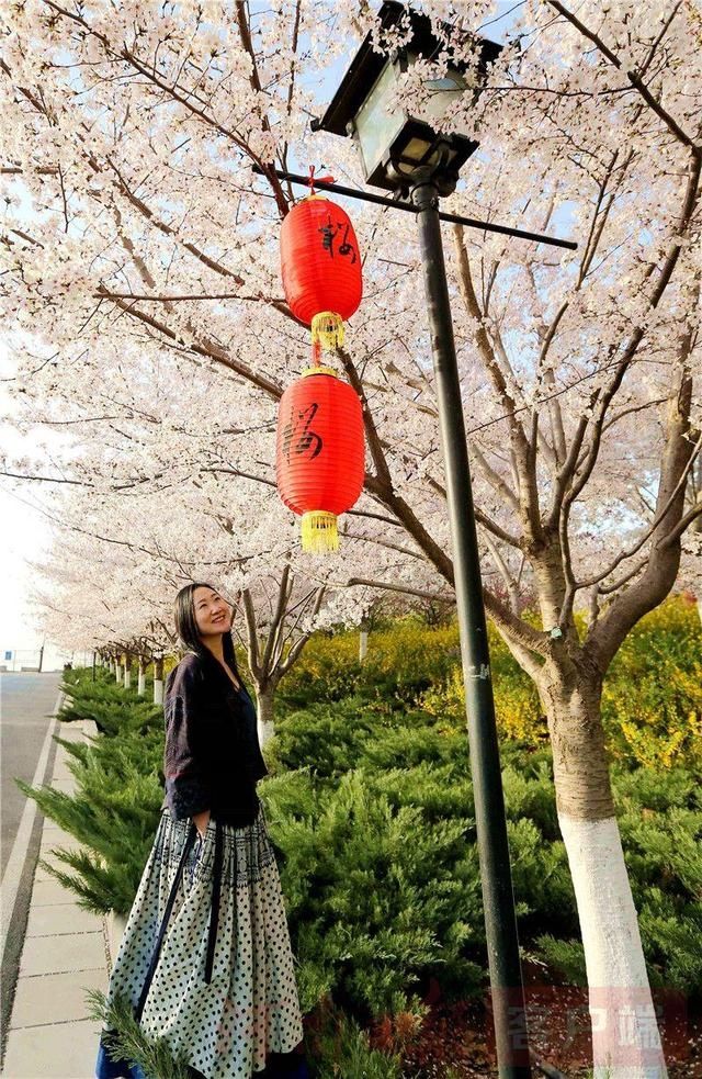 十里樱花开 粉染黄河岸