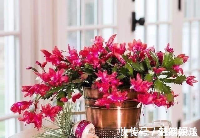 叶面肥|磷酸二氢钾,喷叶子好还是灌根好看一眼就能明白,别弄错了!