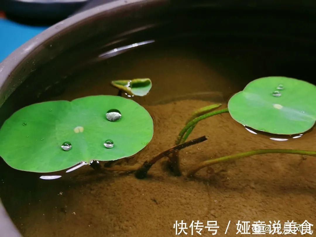 9种花是富贵命,必须大盆养,小盆养会憋死