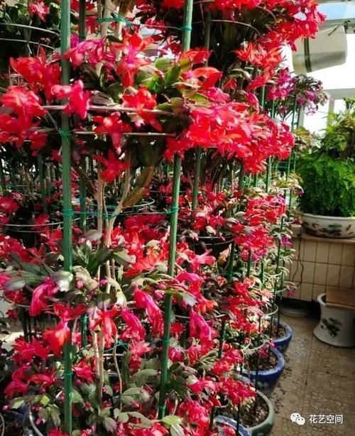冬天阳台上放这3种花,五颜六色特漂亮,开着开着就成花海了