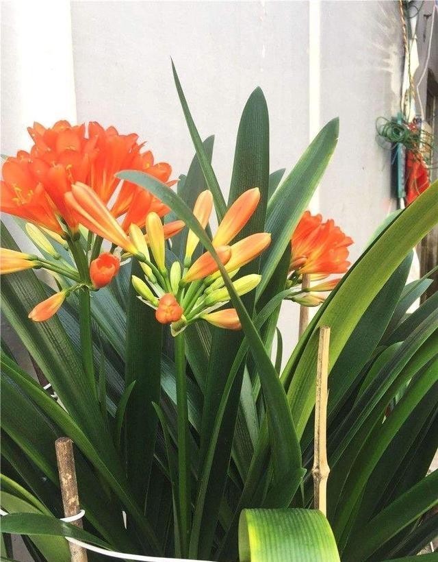 事情|君子兰做好这3件“小事情”,不怕没花赏,叶肥厚油亮数量多