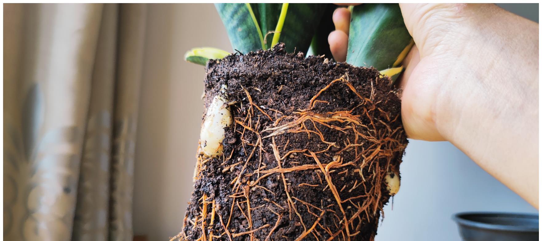 光照|养好虎皮兰,做对四个点,叶片硬挺长得高,满盆“虎芽”撑破盆