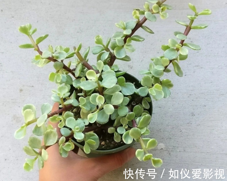 盆栽避开这3点，树马齿笕叶不黄不掉，很快就逆袭成金枝玉叶