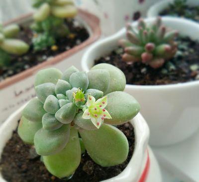 多肉修剪技巧,剪1根长1盆,再也不用在外面买了,划算