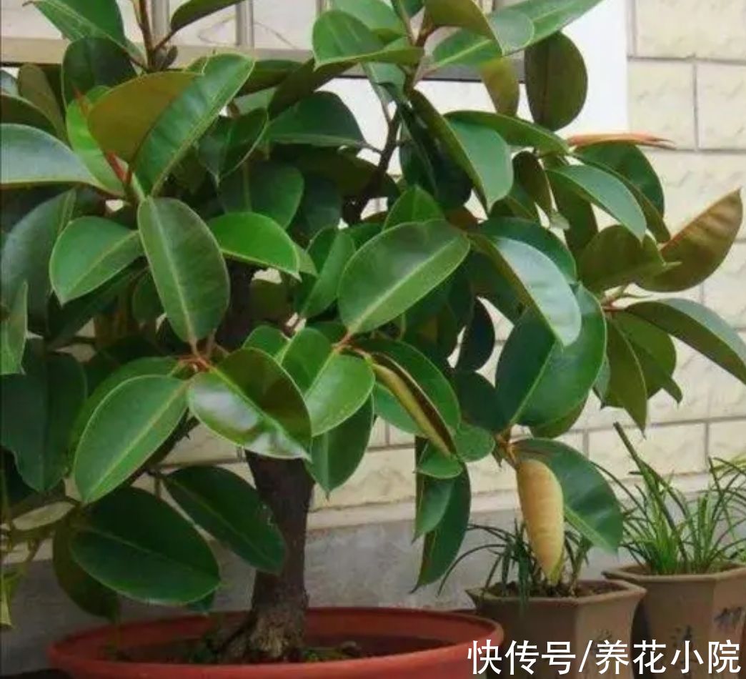 橡皮树不长新叶,4个方面没有做好,改正后长得枝叶繁茂