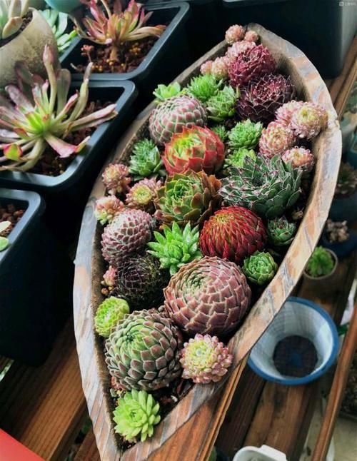 1种多肉，用生命开花，1个莲座一生只开一次花，开完就会死