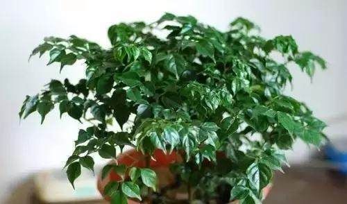 花都是被浇死的,这里是常见花卉的浇水技巧,爱养花的接好了