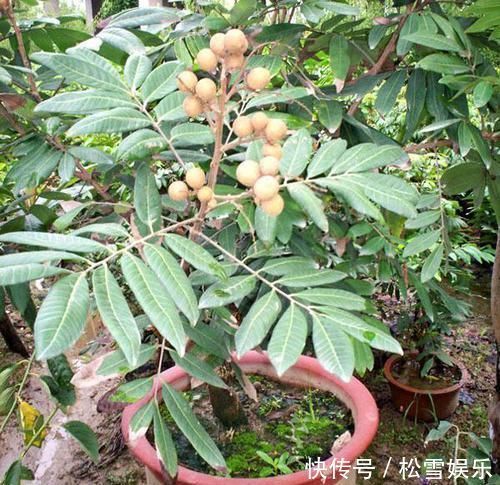 两种水果，吃完籽儿留下，撒盆里，一年长成小盆栽，果子结满了