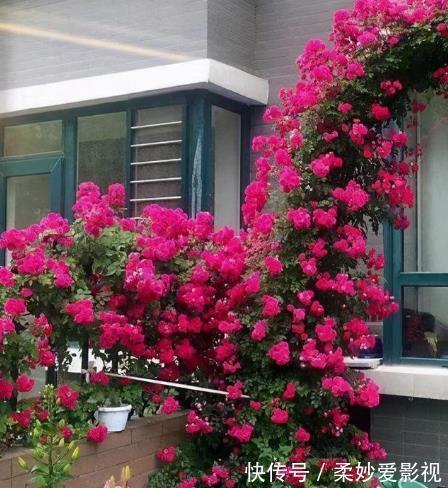 吊兰|贵州一户人家,阳台从不堆杂物,打造成小花园,邻居看了都羡慕