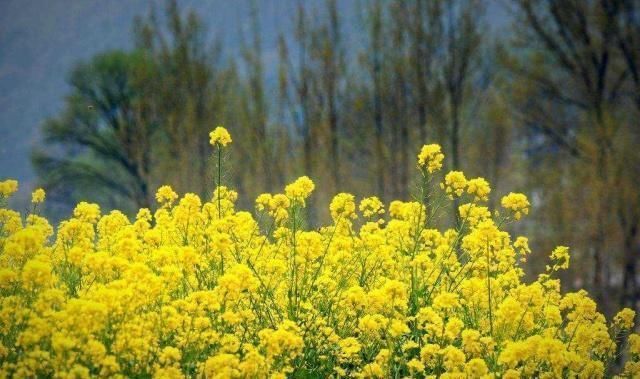 诗作@王勃最经典的一首诗，一千多年来无人出其右，写得无比深情！