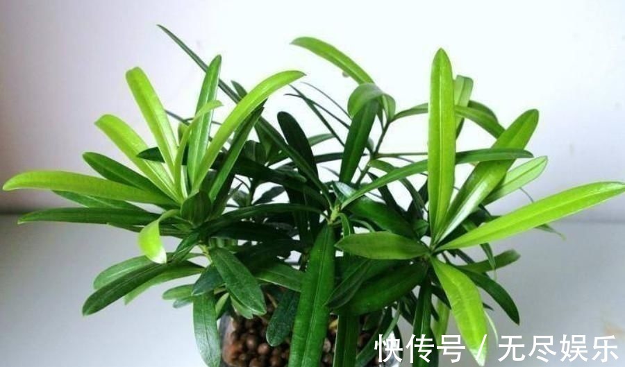 想要把小苗罗汉松,快速打造成“老桩盆景”,要做好这“几点”