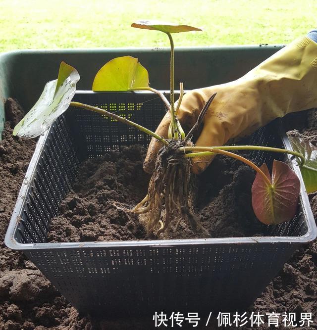  睡莲叶子老是烂，水里长虫，怎么促进开花？这些问题都统一回答了