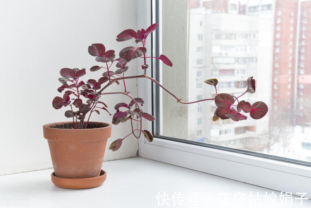 娟子|这3种家中常见“黑色物质”,在花盆里铺一层,养啥花多会很旺