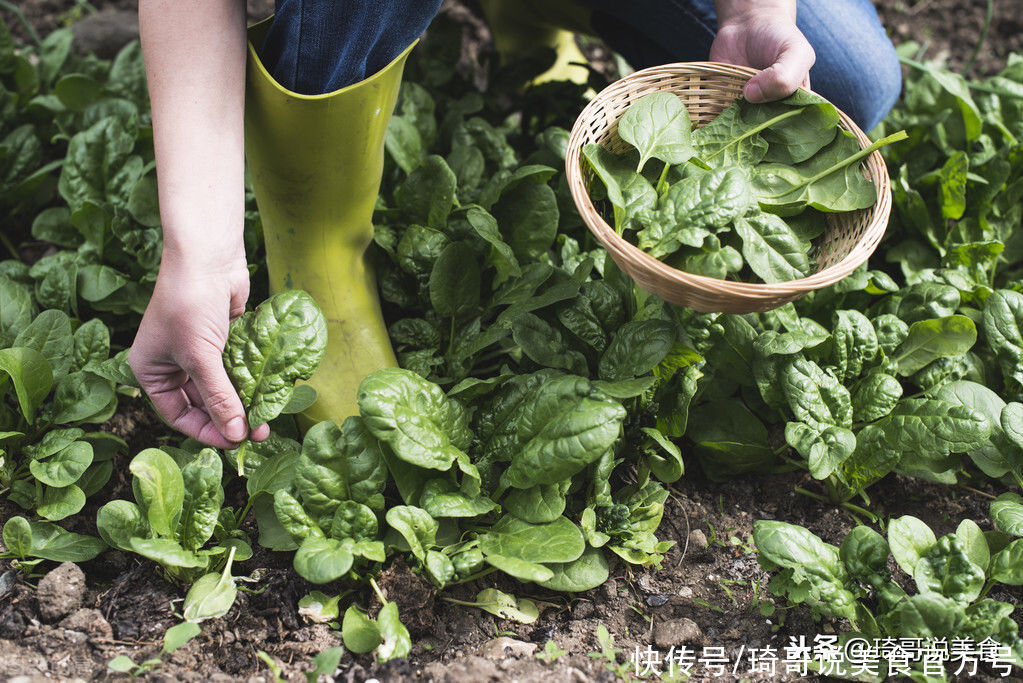 买菠菜时，要分清“圆叶”和“尖叶”，区别挺大，买错涩口不甜爽