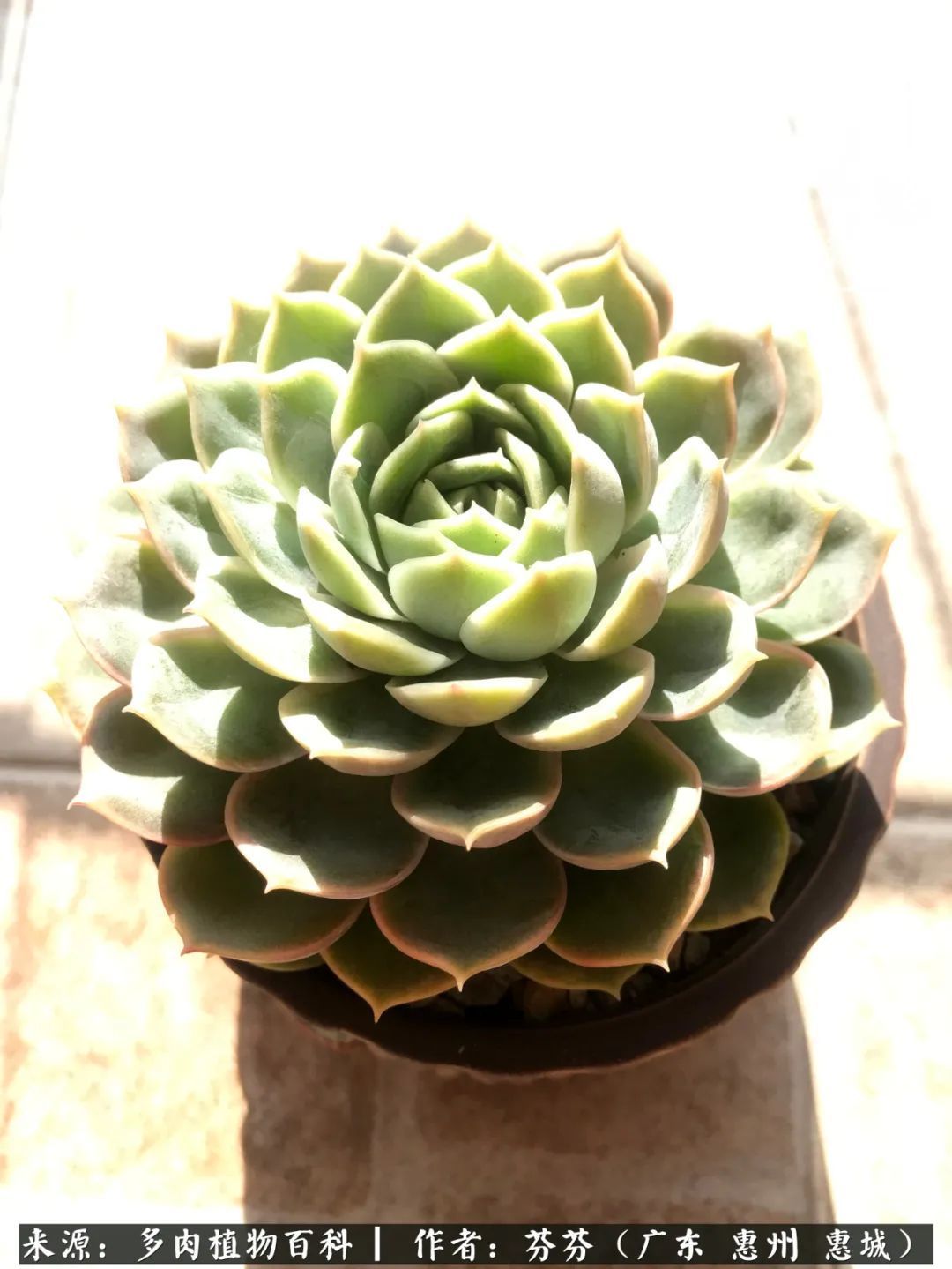 养花|一种爱好就是一种境界,养花养多肉可以培养一个人的心境!