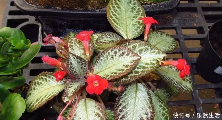 最适合养在室内的7种花，有点散射光就能蹭蹭地长