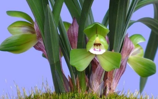 春兰花花蕾分化期到了，做好保养，明年不用担心开花