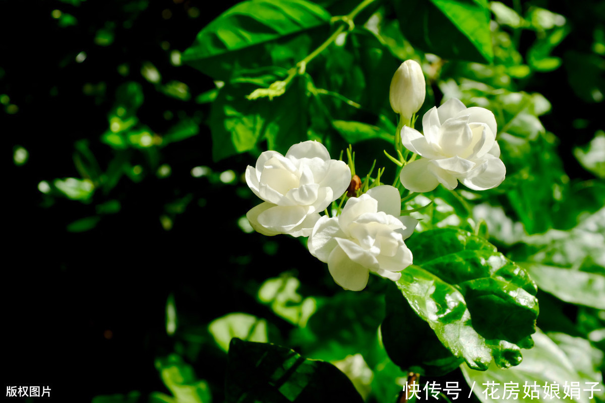 修剪|茉莉花、栀子花开了一茬又一茬，原因这么简单，一步就能做到