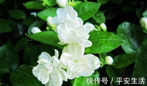 土壤|最厉害的养花营养液给茉莉花喝一勺，花苞呼呼长，清香飘满屋