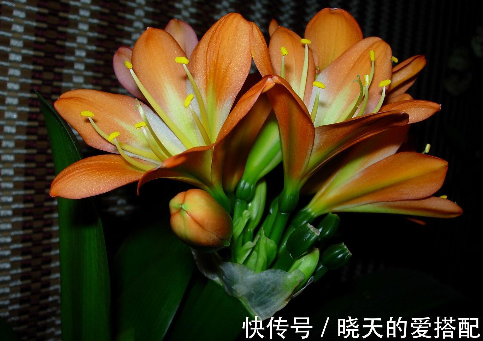 清新|养花试试这几款，家中养一盆，空气特别的清新，特别养人