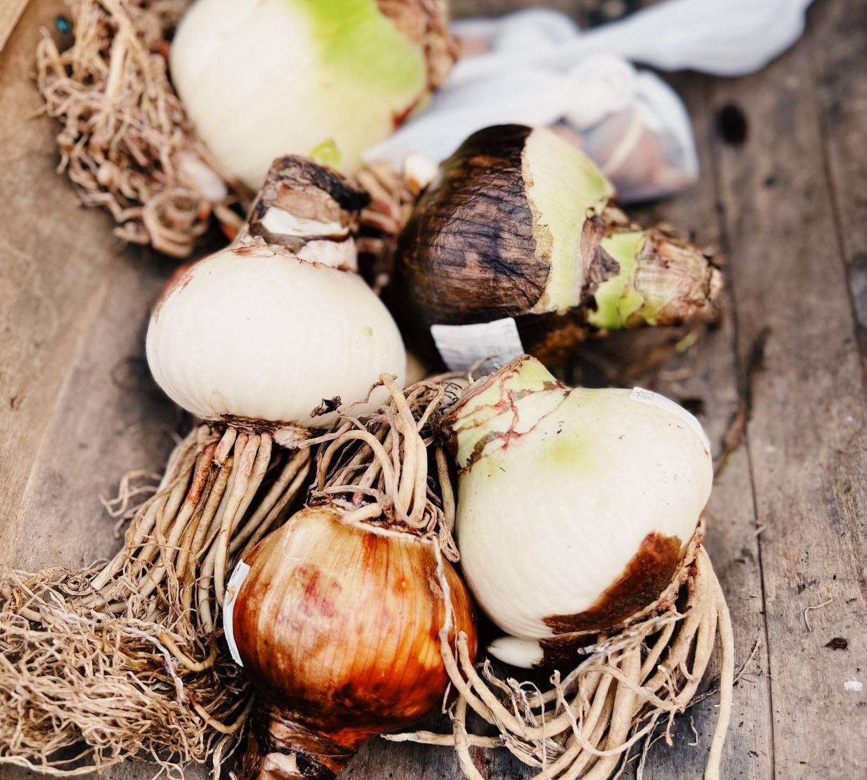 秋季|栽种朱顶红,简单3步,开出大花、颜值很高、惊艳无比