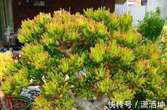浇水|爱上多肉爱上生活,这7款寓意招财的品种,爱财之人都会养一盆
