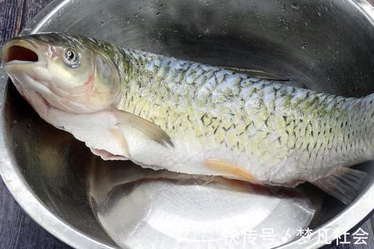 鲜嫩|炖鱼别再用料酒去腥了，试试多放一味料，鱼肉肉质鲜嫩，口感不腥