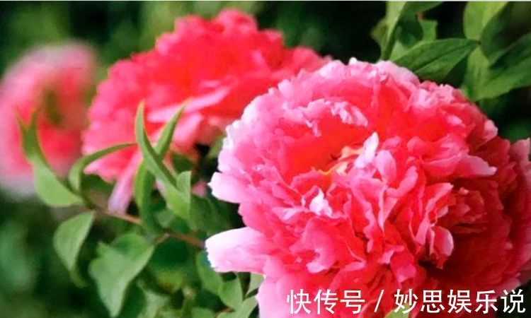家里养4种花,冬天别再修剪了,小心剪完不开花
